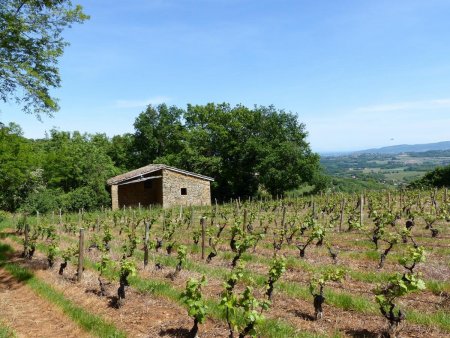 cadole dans les vignes