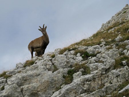 étagnes