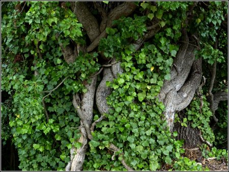 Les forces de la nature.