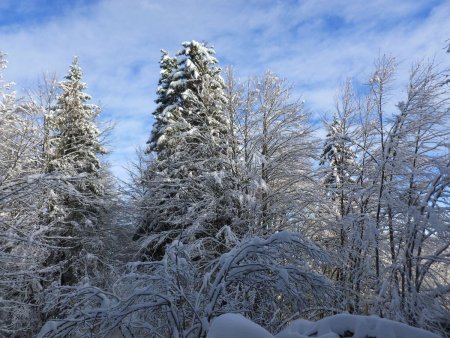 Dans la forêt