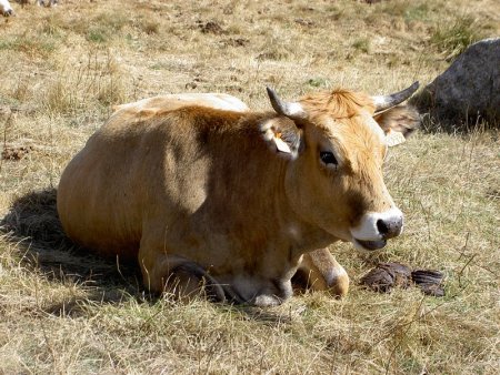 Vache de race «Aubrac»