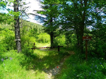 Et l’on prend presque ausitôt la «Route Forestière des Bailles».