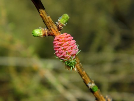 Inflorescence et bourgeon de mélèze.