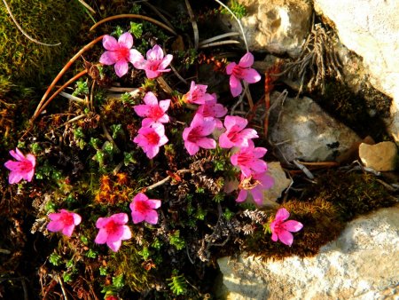 La merveilleuse saxifrage à feuilles opposées.