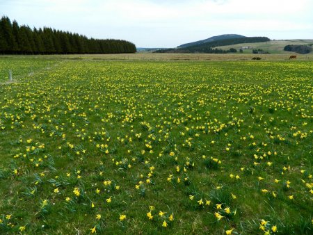 Jonquilles.