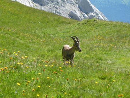 Les bouquetins sont toujours prêts à poser pour une photo