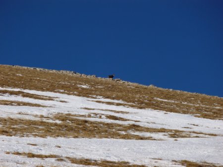 Un chamois sur l’arête.