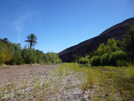 Dans l’oasis