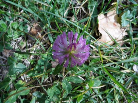 Dernières fleurs