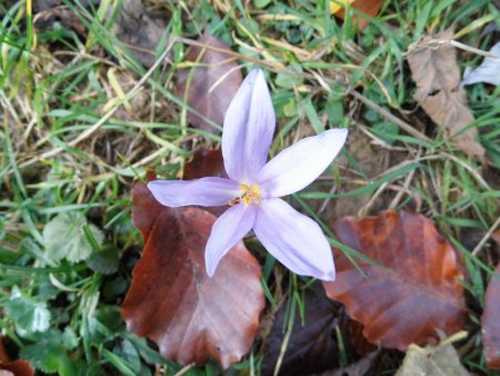 Dernières fleurs