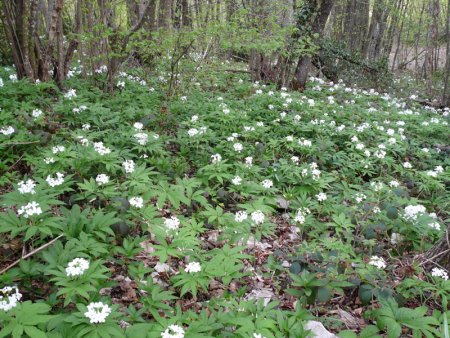 Sous-bois fleuris sous la croix.