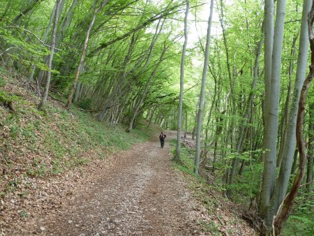 Début de la balade dans le bois