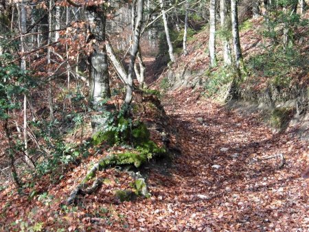 Montée en forêt