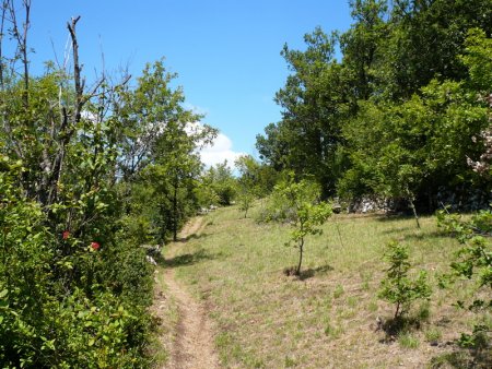 Petite prairie bien chauffée.