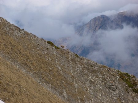 Zoom sur un chamois.