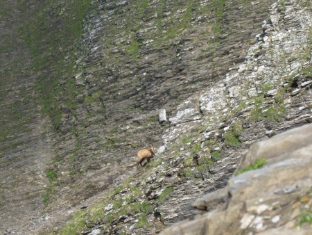 Un chamois hors d’atteinte !