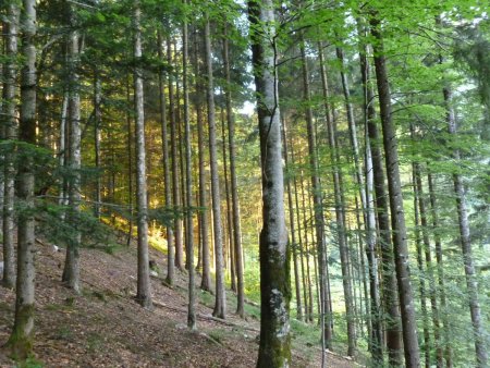 Descente dans les bois