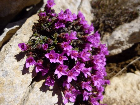 Saxifrages.