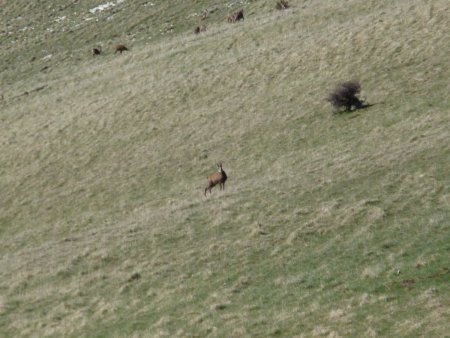 Un autre chamois, il y en a aussi en haut de la photo !