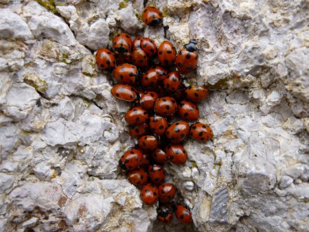 Coccinelles.