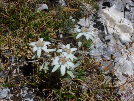 Edelweiss.