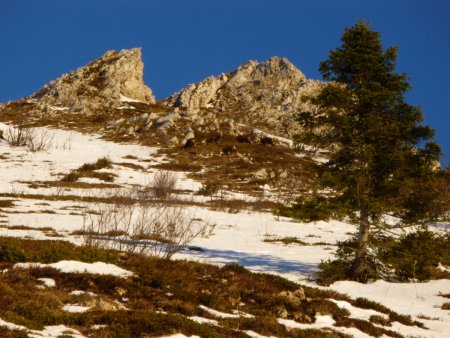 A la sortie des bois, zoom sur des chamois.