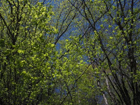 Forêt de printemps