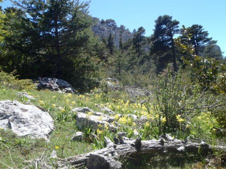 Vue sur la végétation au nord des Cadières