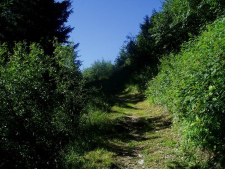 Passage en forêt