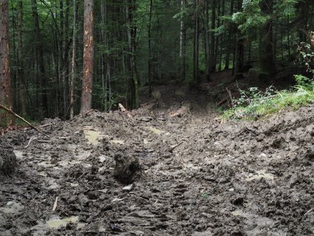 Bienvenue dans le monde merveilleux de l’exploitation forestière !