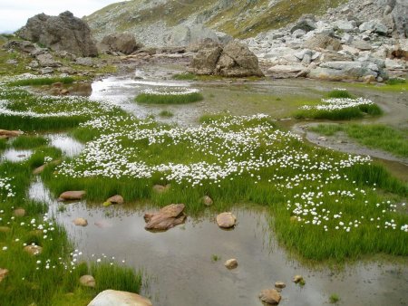 Linaigrette au bord des Lacs