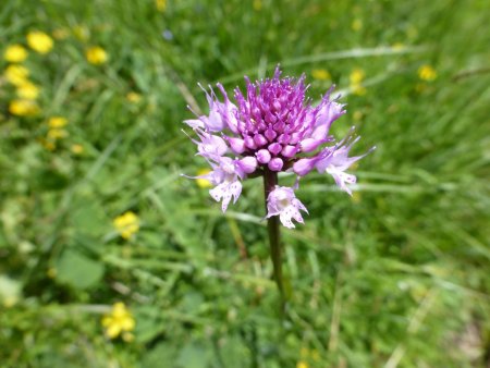 Orchis globuleux