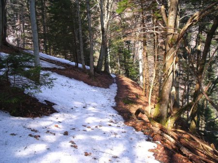 Sente dans la forêt