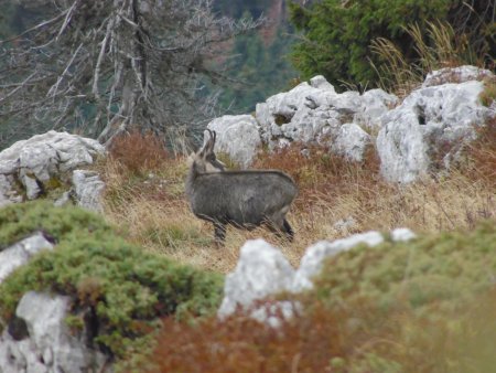 Chamois sous le sommet