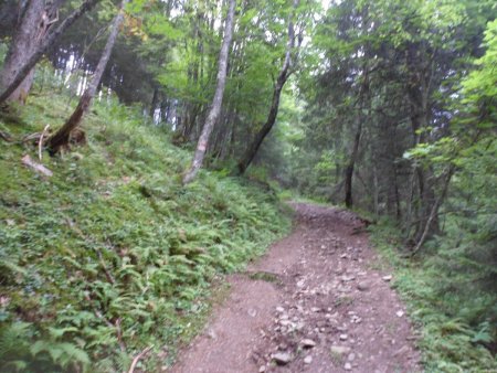 La raide montée dans la forêt