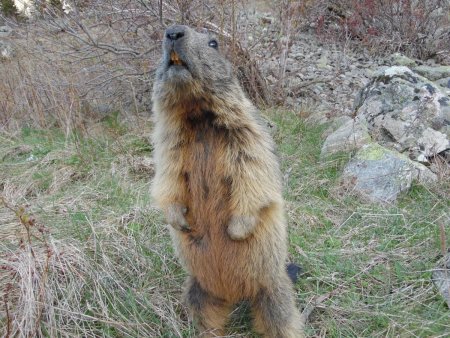 Marmotte en quête de nourriture