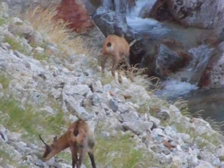 Chamois au Pas de l’Ours