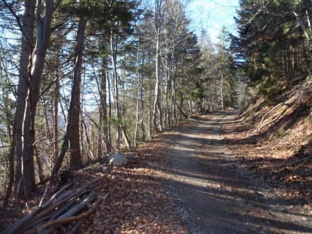 La route forestière.