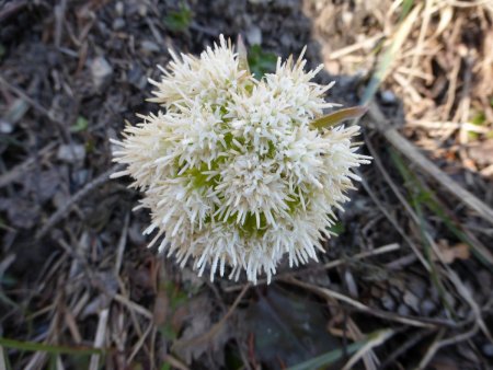 Pétasite blanc