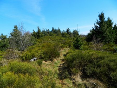 Sente de crête dans la lande.