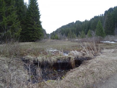 Tourbière - Source du Gelon