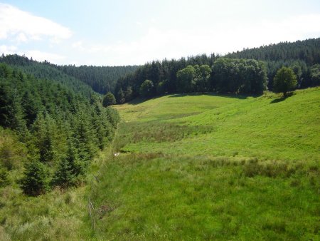 La forêt de Taillard.