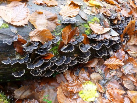 Souche, champignons