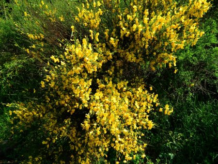 Ceux-ci sont en fleur mais ce n’est pas la même variété.