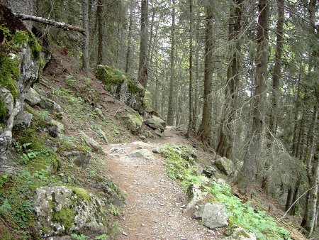 Beau sentier en forêt