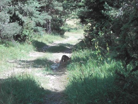 Petit renard s’abreuvant