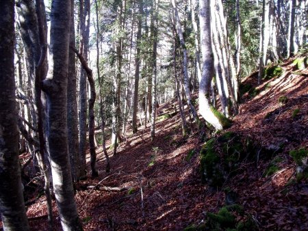 Dans le bois du Trièves