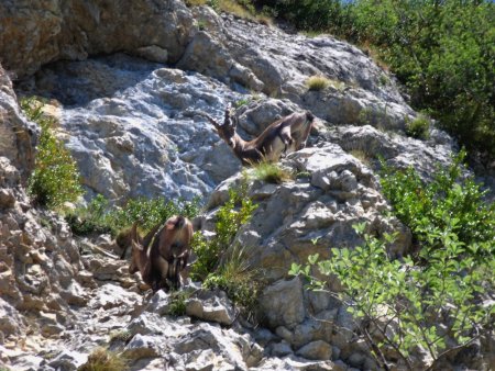 bouquetins sous les falaises