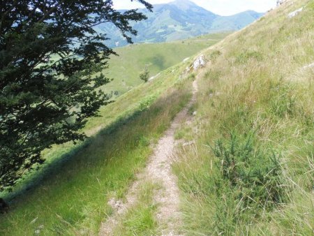 Lorsqu’on passe sous des arbres, le sentier est plus visible.