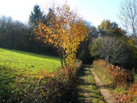 ...et traverser le bois...